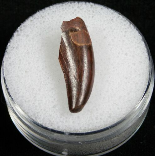 Unidentified Theropod Tooth From Morocco - #4735